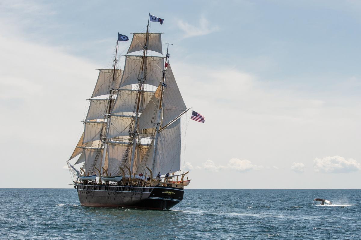 The Morgan, sailing in calm water, surrounded by a pod of whales