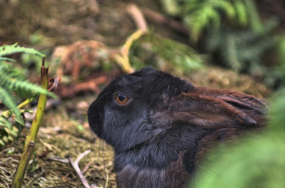 Black bunny 