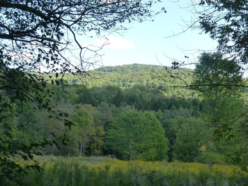 A field of goldenrod on Dennis Farm