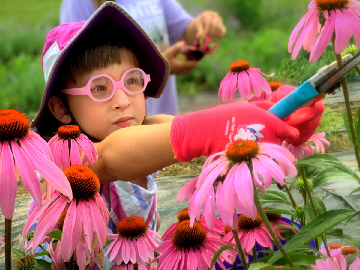  A participant in one of the Shaker's agricultural programs cuts flowers.