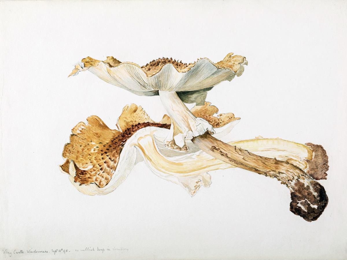 Drawing of two mushrooms by Beatrix Potter.