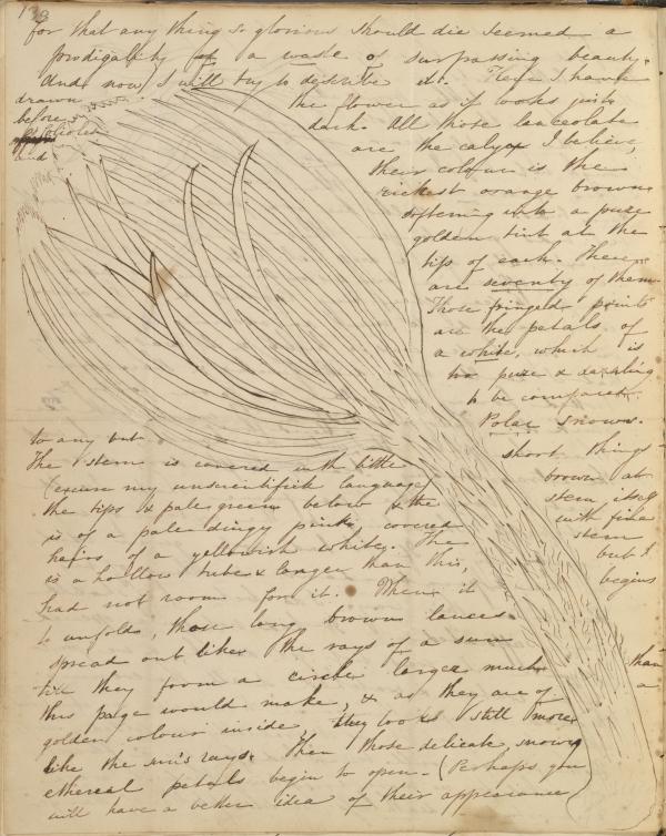 A handwritten page from Sophia Peabody's journal with cursive descriptions around a large drawing of a flower