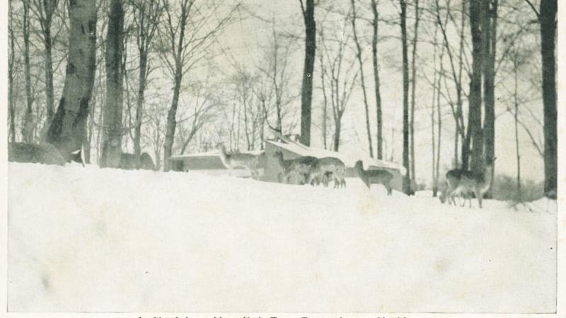 black and white picture of deer in snow