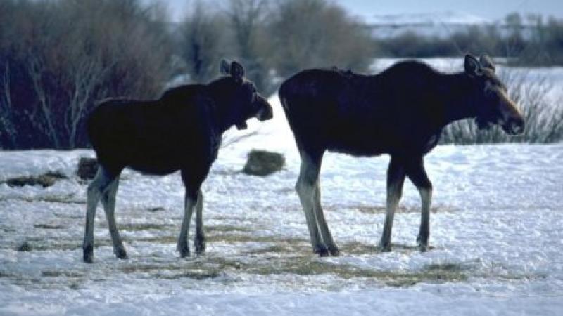 Color photo of two moose walking in a snowy landscape.